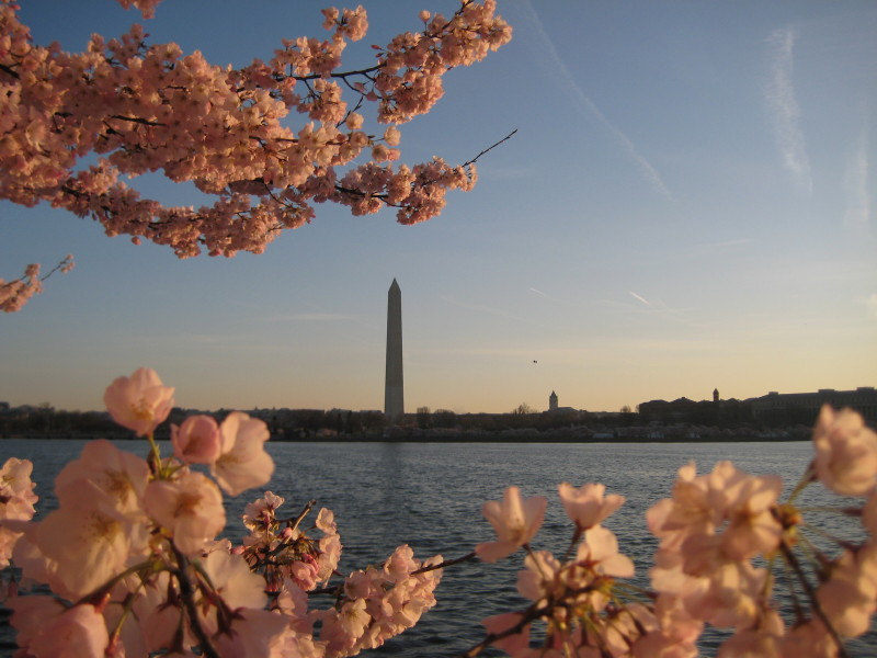 cherry-blossoms-dc